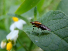 Allophylopsis