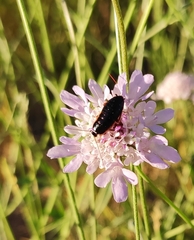 Loboptera canariensis