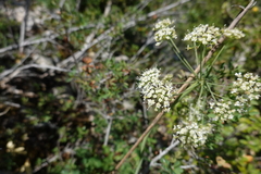 Laserpitium eliasii