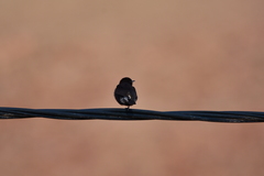 Oenanthe leucura riggenbachi