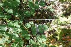 Laserpitium eliasii
