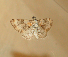 Eupithecia pulchellata