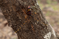 Trachyderes elegans