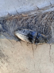 Chalcolepidius rugatus