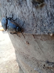 Chalcolepidius rugatus