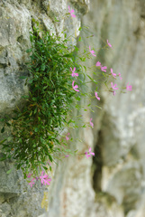 Petrocoptis glaucifolia