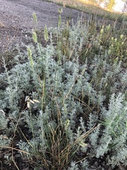 Artemisia austriaca