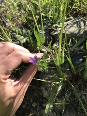 Erodium brachycarpum