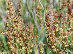 Rumex suffruticosus