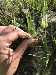 Erodium brachycarpum