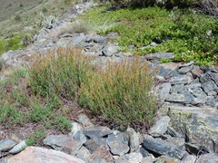Rumex suffruticosus