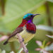 Crimson-backed Sunbird - Photo (c) Godbolemandar, some rights reserved (CC BY-SA)