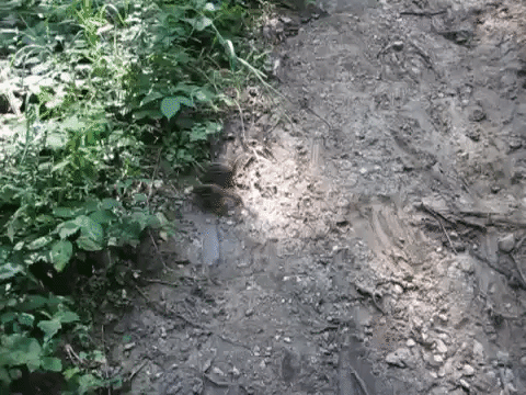 Eastern Chipmunk photographed in Illinois