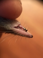 Sorex hoyi