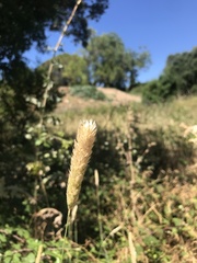 Phalaris coerulescens