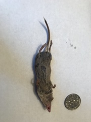 Sorex hoyi