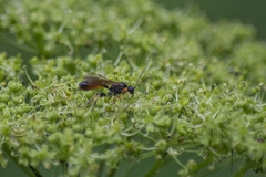 Tryphoninae