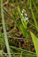 Phyllosticta smilacinae-trifoliae