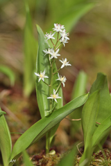 Phyllosticta smilacinae-trifoliae