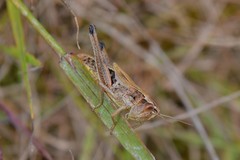 Pseudochorthippus parallelus