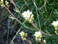 Saxifraga pentadactylis