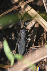 Dromochorus pilatei