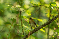 Catharus fuscescens