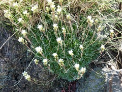 Saxifraga pentadactylis