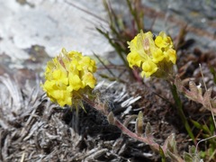 Linaria saxatilis