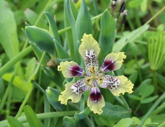 Ferraria densepunctulata