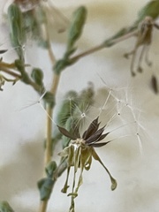 Lactuca serriola