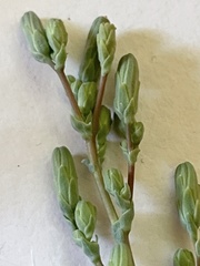 Lactuca serriola