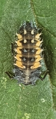 Harmonia axyridis