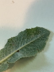 Lactuca serriola
