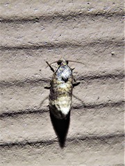 Ecdytolopha mana
