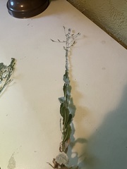Lactuca serriola