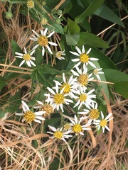 Eurybia radulina