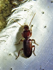 Stenomorphus californicus