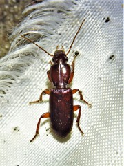 Stenomorphus californicus