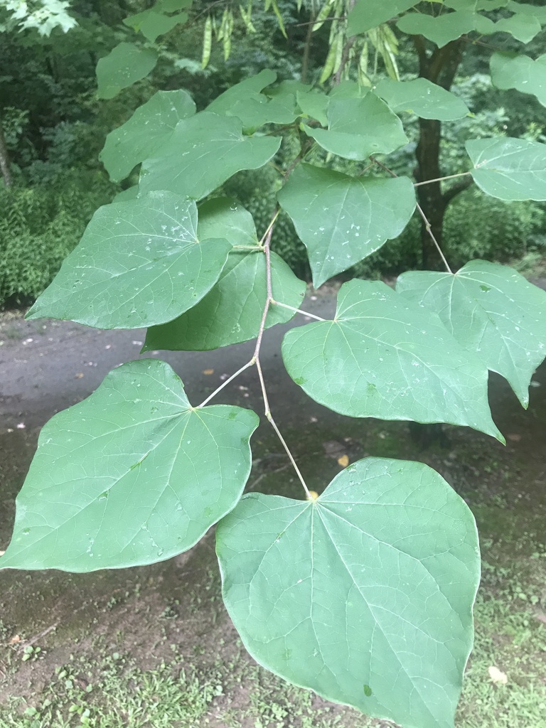 eastern redbud from Kittredge Park, Atlanta, GA, US on June 20, 2021 at