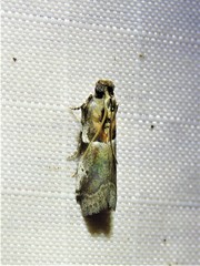 Quasisalebria atratella