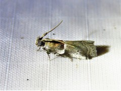 Quasisalebria atratella