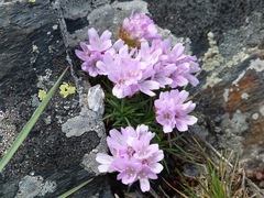 Armeria caespitosa