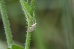 Anania fuscalis