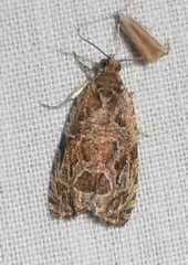 Olethreutes tilianum