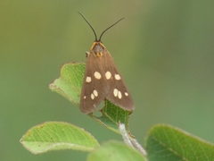 Dysauxes punctata