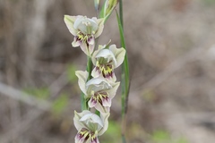 Gladiolus griseus