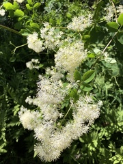 Thalictrum pubescens