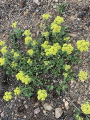 Eriogonum flavum