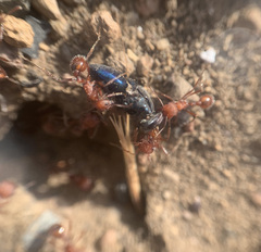 Pogonomyrmex salinus